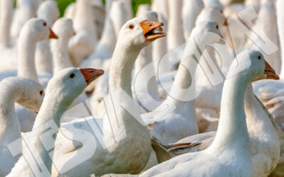 Group of geese with a rebel inside