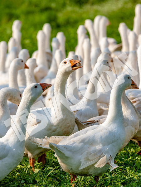 Group of geese with a rebel inside