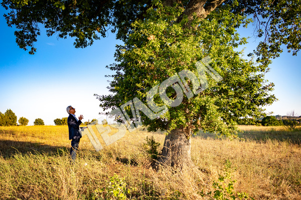 Senior botanist talking with the magic tree