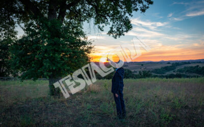 Senior Botanist and the magic tree at sunset