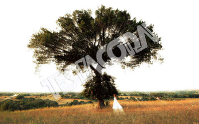 Young Girl and the Magic Tree