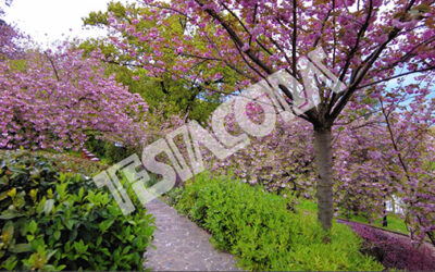 Japanese garden cherry trees