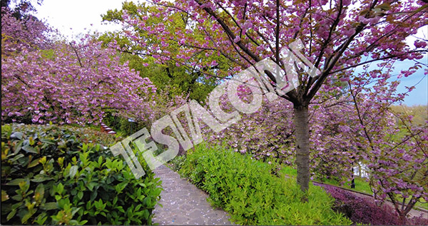 Japanese garden cherry trees