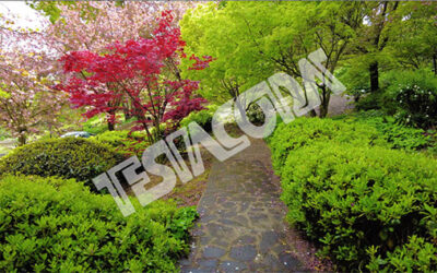 Red maple in the Japanese garden