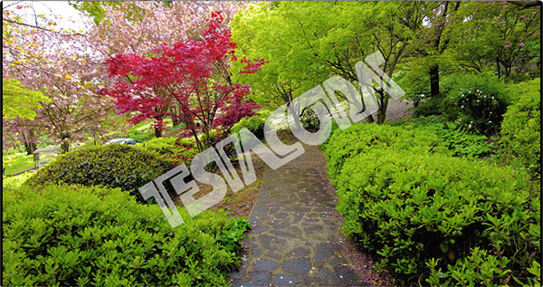 Red maple in the Japanese garden