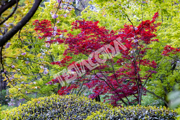Red and green Maple with Cherry flowers