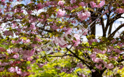 Cherry trees in the Botanical Garden