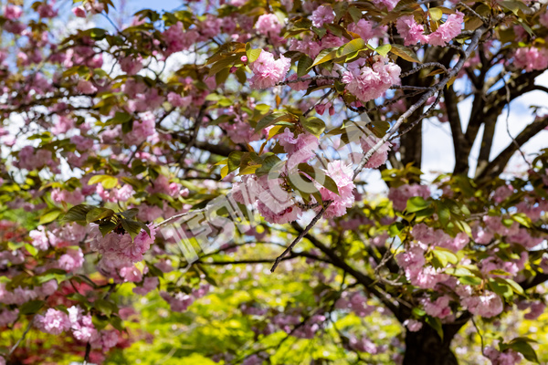 Cherry trees in the Botanical Garden