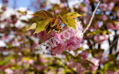 A Cherry flower in the Botanical Garden