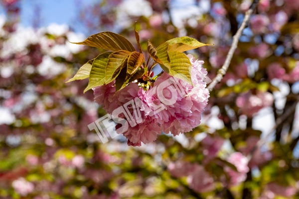 A Cherry flower in the Botanical Garden