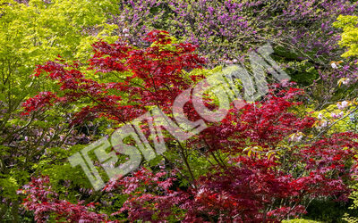 Red and green Maple with some Cherry trees