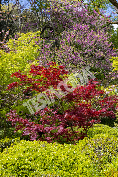 Red and green Maple with some Cherry trees